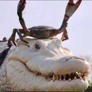 Meet your Posher, Algernon